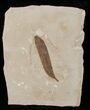 Fossil Caesalpinia Leaf - Green River Formation #16326-1